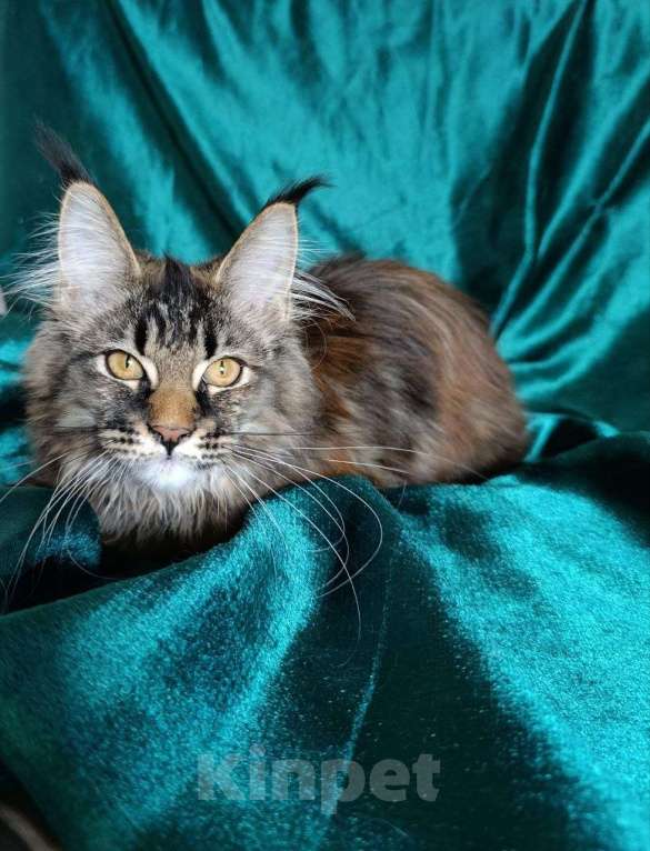 Кошки в Москве: Котята Мейн-кун Девочка, 75 000 руб. - фото 9
