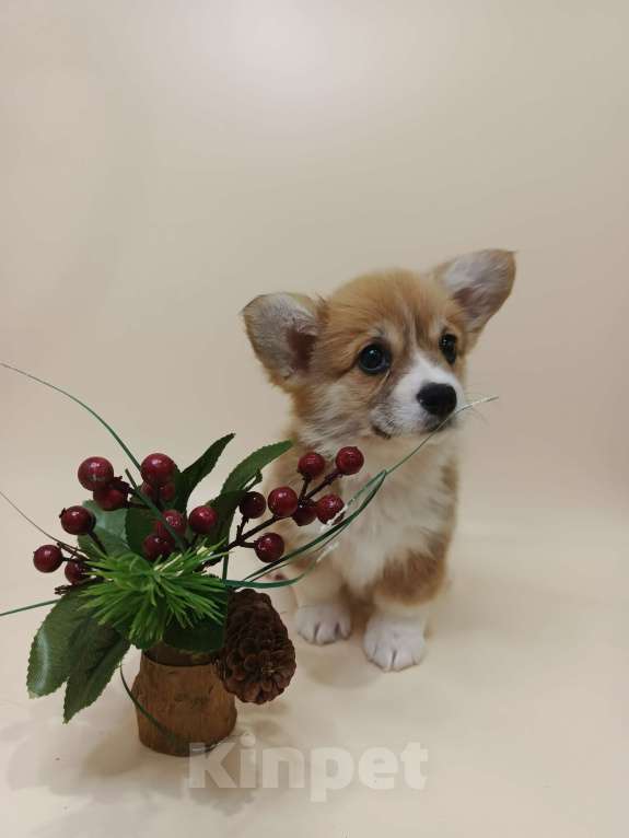 Собаки в Москве: Чипса. Щенок вельш корги пемброк  Девочка, 60 000 руб. - фото 6