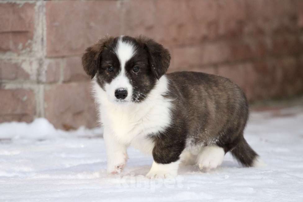 Собаки в Москве: Вельш корги кардиган Мальчик, 60 000 руб. - фото 3