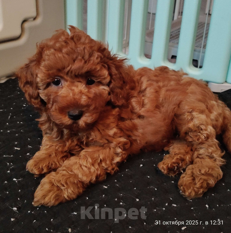 Собаки в Мытищах: Миниатюрный пудель Адель Девочка, 150 000 руб. - фото 2