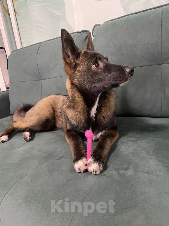 Собаки в Мурином: Щенок-подросток ищет дом Девочка, Бесплатно - фото 2