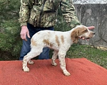 Собаки в Твери: Продаются щенки бретонского эпаньола Девочка, Бесплатно - фото 2