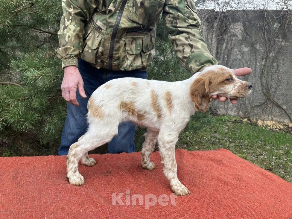 Собаки в Твери: Продаются щенки бретонского эпаньола Девочка, Бесплатно - фото 2