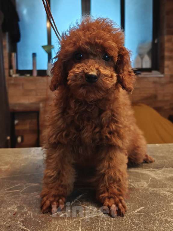 Собаки в Санкт-Петербурге: Щенки той пудель Разнополые, 100 000 руб. - фото 1