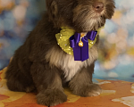Собаки в Москве: Шоколадный Йоркширский терьер  Мальчик, 40 000 руб. - фото 2