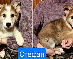 Собаки в других городах Московской области: Стефан из ппбж Якутска Мальчик, Бесплатно - фото 1