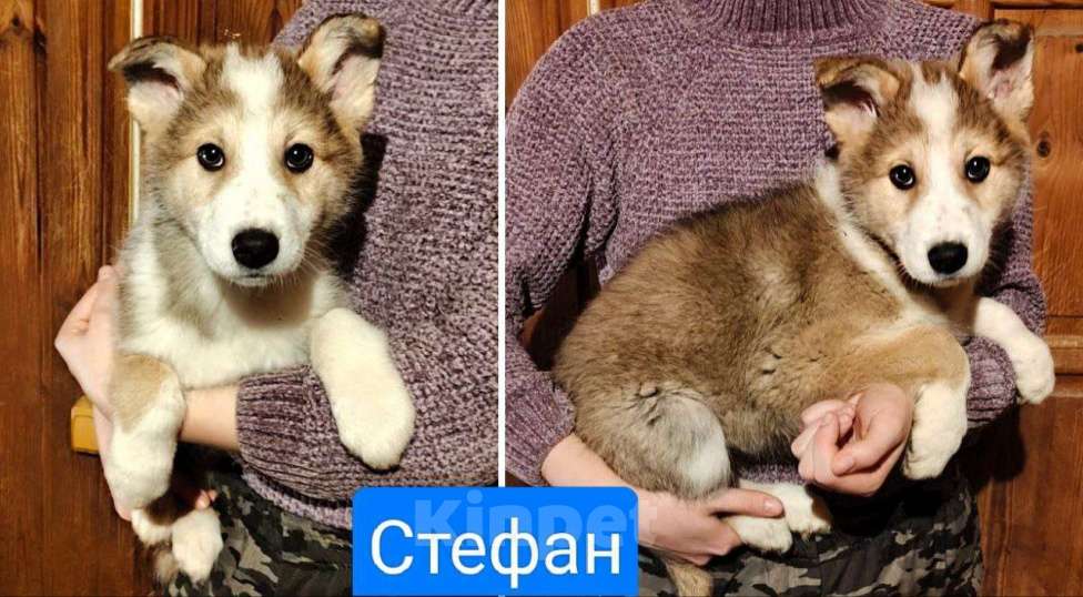 Собаки в других городах Московской области: Стефан из ппбж Якутска Мальчик, Бесплатно - фото 1