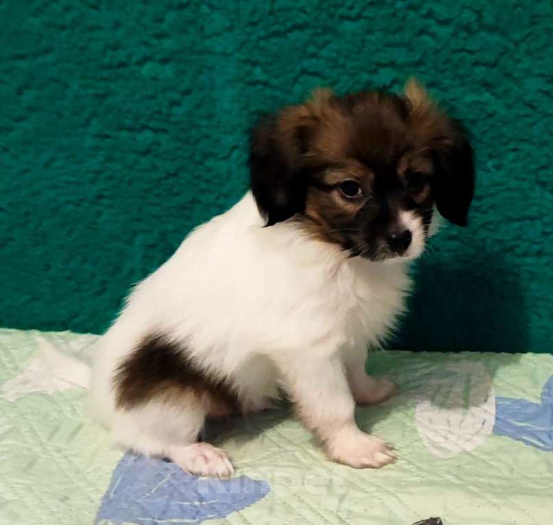 Собаки в Брянске: Мальчики Папийона Мальчик, 15 000 руб. - фото 3