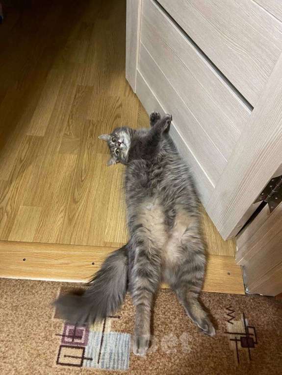 Кошки в Москве: Кошка Шаня в добрые руки  Девочка, Бесплатно - фото 6