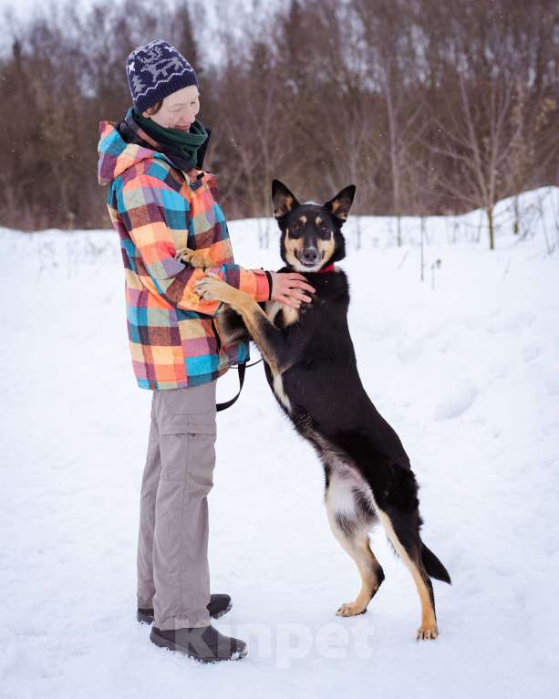 Собаки в Москве: Агата ищет свой дом Девочка, Бесплатно - фото 2