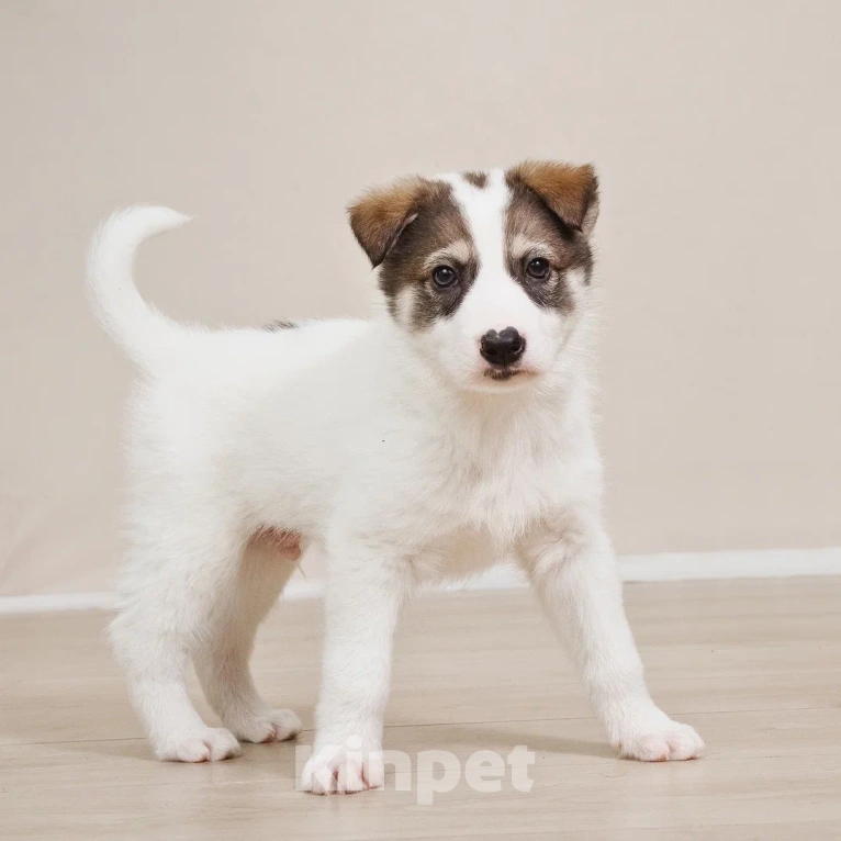 Собаки в Лосином-Петровском: Маршал якутенок Мальчик, Бесплатно - фото 6