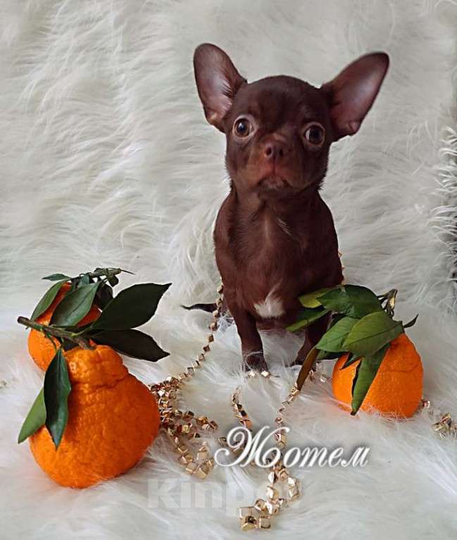 Собаки в Москве: шоколадный мальчик 5 мес мелкий стандарт Мальчик, 35 000 руб. - фото 5