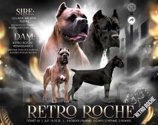 Собаки в Дедовске: Шикарные щенки от породных производителей, проверяных по потомству Девочка, 150 000 руб. - фото 1