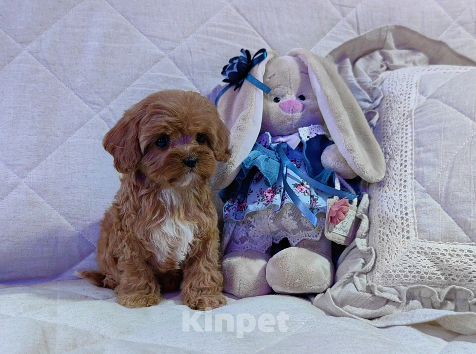 Собаки в Москве: Кавапу, щенок Мальчик, 85 000 руб. - фото 4