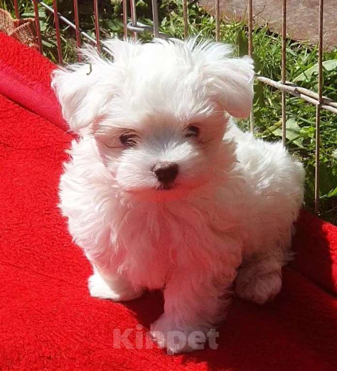 Собаки в Зеленограде: Мальтезе щенки Мальчик, 50 000 руб. - фото 3