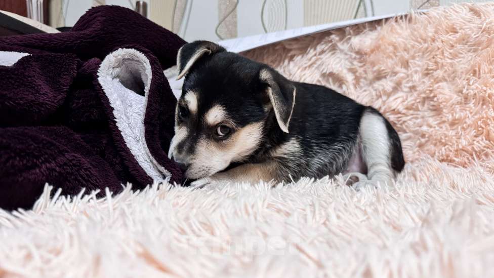 Собаки в Симферополе: Крошка ищет своего человека! Девочка, 100 руб. - фото 5