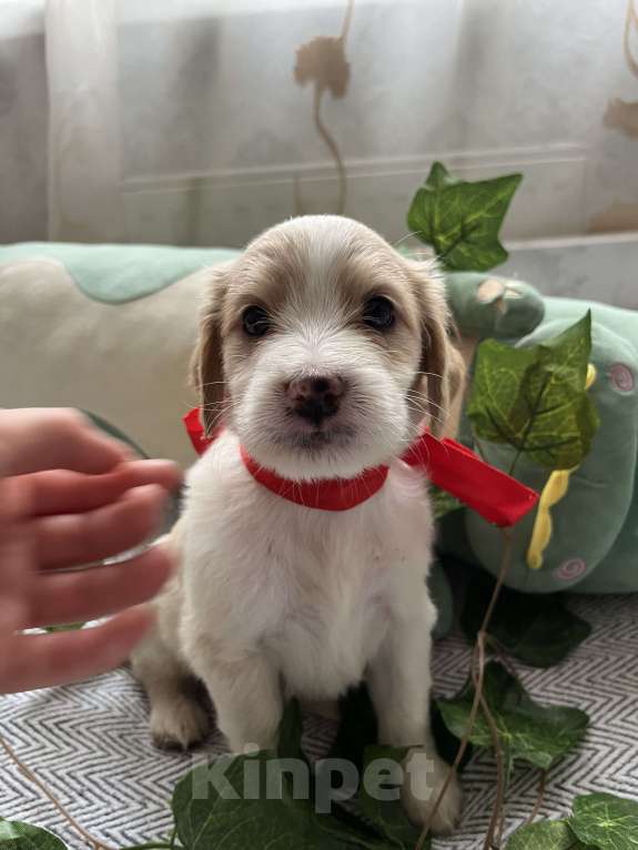 Собаки в Краснодаре: Малыш эстонской гончей  Девочка, 3 000 руб. - фото 3