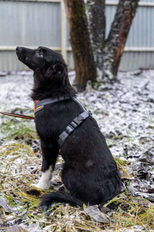 Собаки в Химках: Ищем Боне надёжный дом Девочка, Бесплатно - фото 8