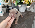 Собаки в Краснодаре: Мальчики американского булли  Мальчик, 100 000 руб. - фото 2