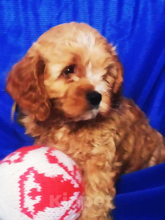 Собаки в Москве: Щенок Кавапу  Мальчик, 65 000 руб. - фото 3