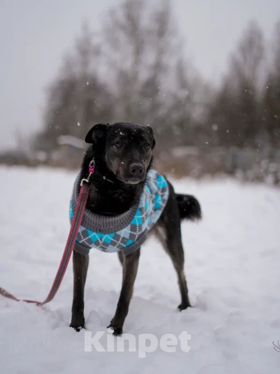 Собаки в Королеве: Аля ищет дом Девочка, Бесплатно - фото 5