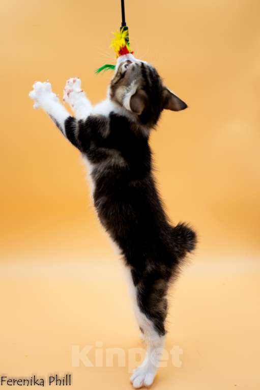 Кошки в Хабаровске: Котёнок Курильского Бобтейла Ференика Фил ЛЕВАЙ  Мальчик, 40 000 руб. - фото 2