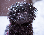 Собаки в Москве: Милый домовёнок ищет свою семью Мальчик, Бесплатно - фото 1