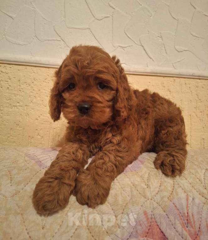 Собаки в Москве: Кокапу щенок мальчик Мальчик, 45 000 руб. - фото 8