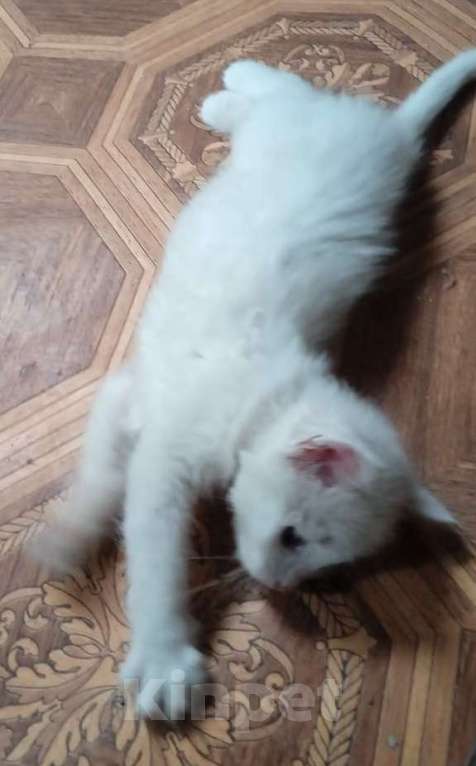 Кошки в Москве: Белый голубоглазик Девочка, Бесплатно - фото 2