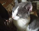Кошки в Рязани: Охотник-крымолов, котенок Мальчик, Бесплатно - фото 2