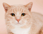 Кошки в Москве: Молодой рыжий красавец кот Вася в дар Мальчик, Бесплатно - фото 4