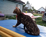 Кошки в Москве: Котик подросток шикарные розетки, 20 000 руб. - фото 8