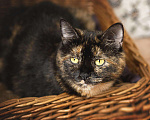 Кошки в Туле: Кошка-трёхцветка, 500 руб. - фото 1