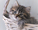 Кошки в Белом: Сибирские котята лучший подарок, 5 999 руб. - фото 3