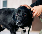 Собаки в Дмитрове: Лёлик в добрые руки Мальчик, Бесплатно - фото 1