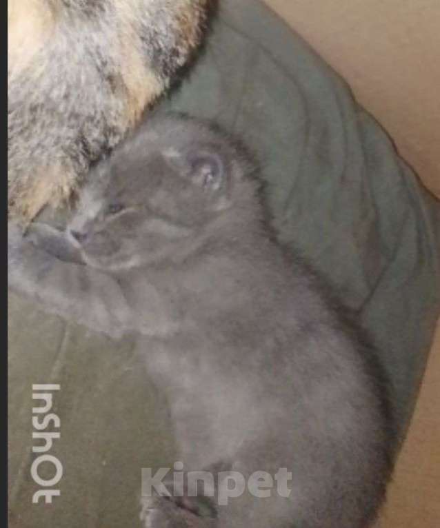 Кошки в Москве: Котенок 1 месяц. Открыта бронь. Мальчик, Бесплатно - фото 8