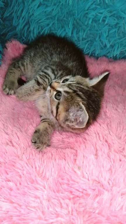 Кошки в Москве: Ш Девочка, 10 000 руб. - фото 2