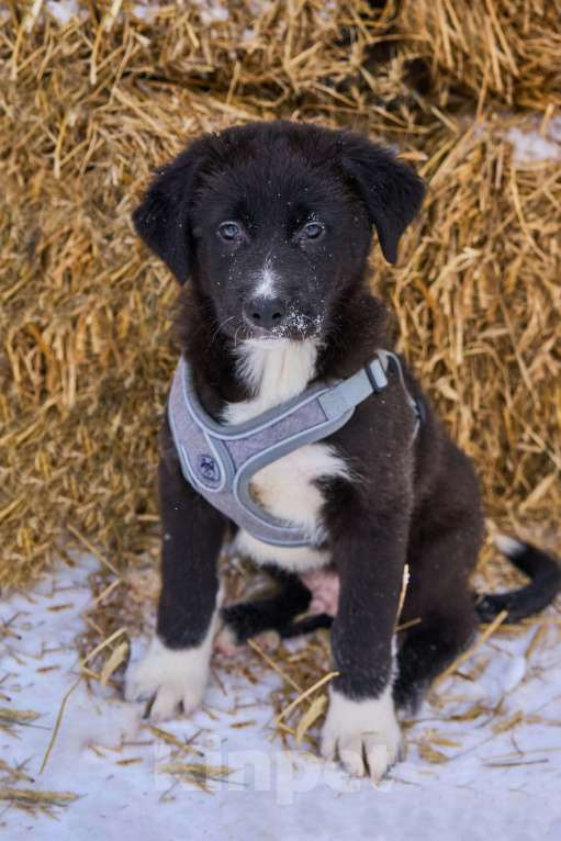 Собаки в Москве: щенок Тимка в добрые руки Мальчик, Бесплатно - фото 1
