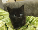Кошки в Курске: котенок девочка Девочка, Бесплатно - фото 1