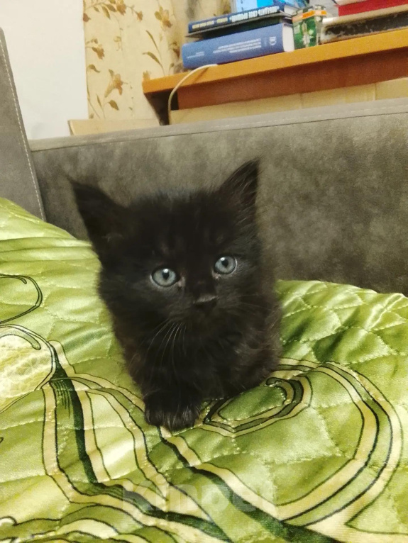 Кошки в Курске: котенок девочка Девочка, Бесплатно - фото 1