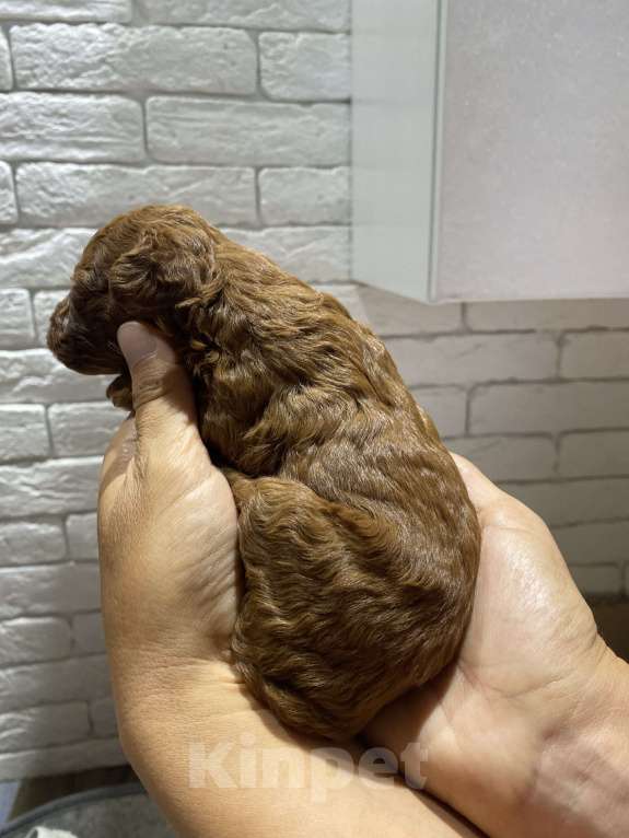 Собаки в Симферополе: Продается щенок той пуделя Мальчик, 55 000 руб. - фото 4