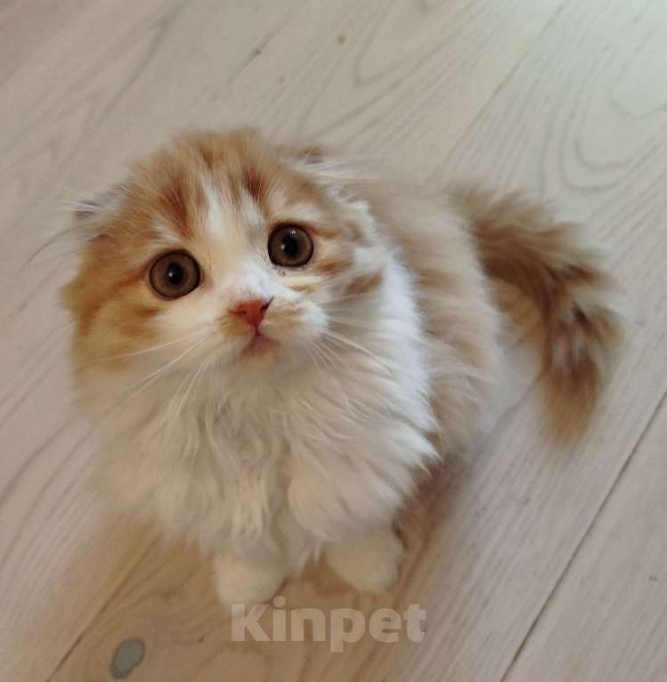 Кошки в Москве: Шотландская кошечка Девочка, 33 000 руб. - фото 1