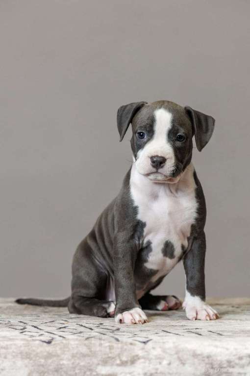 Собаки в других городах Тульской области: Девочка Амстаффа Девочка, Бесплатно - фото 3