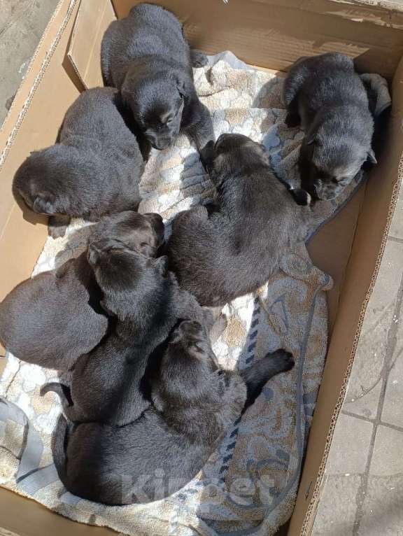 Собаки в других городах Краснодарского края: Щенки  восточноевропейской овчарки Мальчик, Бесплатно - фото 4