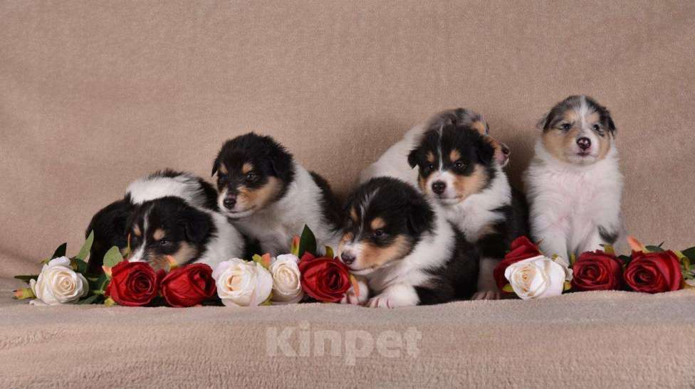 Собаки в Новосибирске: Щенки колли.высокопородные щенки колли.ДокументыРКФветпаспортОчень перспективные о Мальчик, 60 000 руб. - фото 1