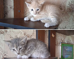 Кошки в Омске: Котёнок  Девочка, 10 руб. - фото 1