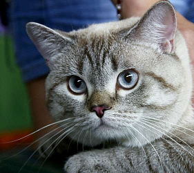 Американская короткошерстная кошка