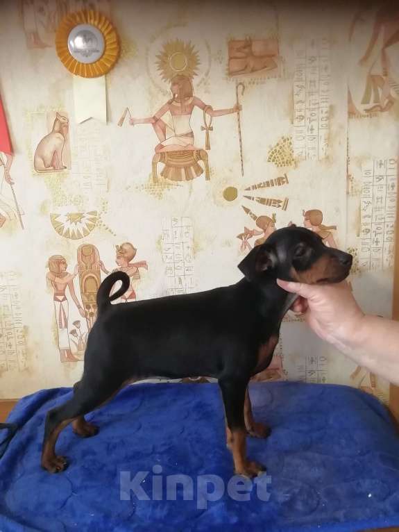 Собаки в других городах Ленинградской области: Породные щенки цвергпинчера Девочка, 40 000 руб. - фото 5