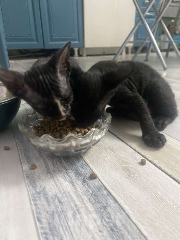 Кошки в Сочи: Продаются котята сфинкс Браш Девочка, 10 000 руб. - фото 2