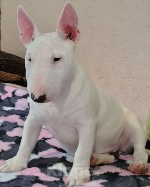 Собаки в Санкт-Петербурге: Щенок 4 мес. девочка Девочка, 60 000 руб. - фото 6